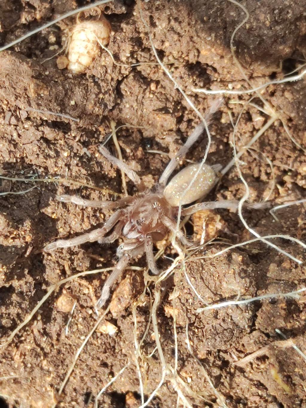 Ischnocolus valentinus. Sicilia sud orientale.